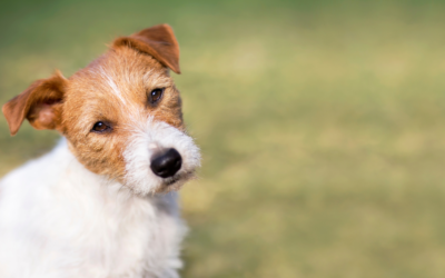 Why is Pet Therapy Beneficial for People with Autism?